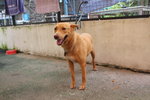 D10(030112) - Mixed Breed Dog