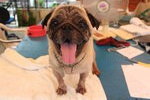 D41(230213) - Pug Dog