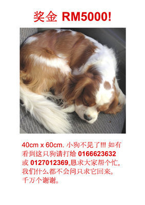 Sumo - Cavalier King Charles Spaniel Dog