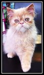 Flat  Face Persian Kittens - Persian Cat