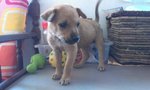 Daisy - Mixed Breed Dog