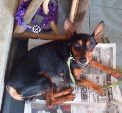 Bobby - Miniature Pinscher Dog