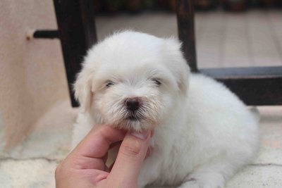 Taiwan Toy Maltese Puppy - Maltese Dog