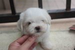 Taiwan Toy Maltese Puppy - Maltese Dog