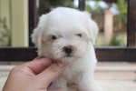 Taiwan Toy Maltese Puppy - Maltese Dog