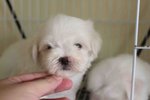 Taiwan Toy Maltese Puppy - Maltese Dog