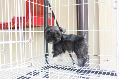 Tiny Schnauzer Puppy - Schnauzer Dog