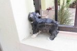 Tiny Schnauzer Puppy - Schnauzer Dog