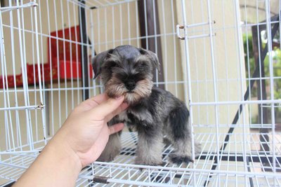 Quality Mini Size Schnauzer Puppy - Schnauzer Dog