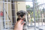 Quality Mini Size Schnauzer Puppy - Schnauzer Dog