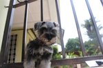 Quality Mini Size Schnauzer Puppy - Schnauzer Dog