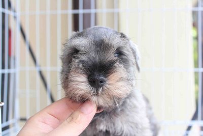 Top Quality Mini Schnauzer Puppy - Schnauzer Dog