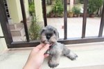 Top Quality Mini Schnauzer Puppy - Schnauzer Dog