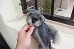 Top Quality Mini Schnauzer Puppy - Schnauzer Dog