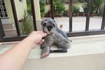 Top Quality Mini Schnauzer Puppy - Schnauzer Dog