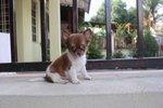 T-cup Long Coat Chihuahua Puppy - Chihuahua Dog