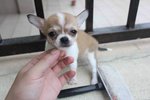 T-cup Long Coat Chihuahua Puppy - Chihuahua Dog