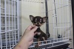 T-cup Long Coat Chihuahua Puppy - Chihuahua Dog