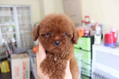 Super Red Tiny Poodle Mka Cert - Poodle Dog