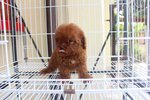 Super Red Tiny Poodle Mka Cert - Poodle Dog