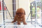 Super Red Tiny Poodle Mka Cert - Poodle Dog