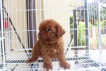 Super Red Tiny Poodle Mka Cert - Poodle Dog