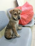 ♡fifi♡▶ ( 2 Months ) - Mixed Breed Dog