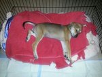 ♡fifi♡▶ ( 2 Months ) - Mixed Breed Dog