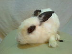 Yuen Yuen - Angora Rabbit + Bunny Rabbit Rabbit