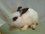 Yuen Yuen - Angora Rabbit + Bunny Rabbit Rabbit