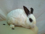 Yuen Yuen - Angora Rabbit + Bunny Rabbit Rabbit