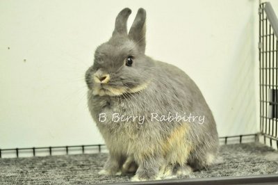 Netherland Dwarf - Blue Otter 64 - Netherland Dwarf Rabbit