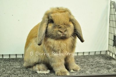 Holland Lop - Tort 64 - Holland Lop Rabbit