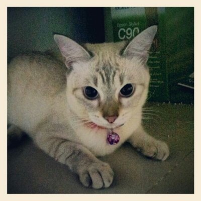 Smurffette Cat - Siamese + Domestic Short Hair Cat