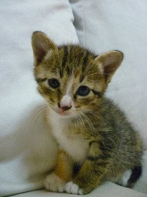 Goatee &amp; Her Kittens - Domestic Short Hair Cat