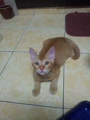 Yencik - Domestic Short Hair Cat