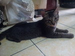 Tamcik - Domestic Short Hair Cat