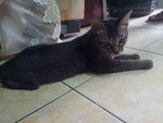 Tamcik - Domestic Short Hair Cat