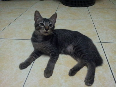 Tamcik - Domestic Short Hair Cat