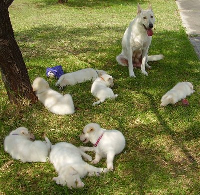 White German Shepherd Pups - German Shepherd Dog Dog