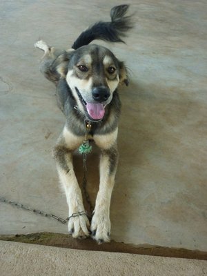 Hazie Boy - Mixed Breed Dog