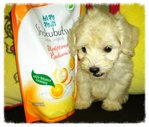 Big Eyes Toy Poodle A - Poodle Dog