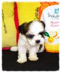 Big Eyes Tricolour Tiny Shih Tzu A - Shih Tzu Dog