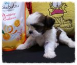 Big Eyes Tricolour Tiny Shih Tzu A - Shih Tzu Dog