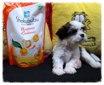 Big Eyes Tricolour Tiny Shih Tzu A - Shih Tzu Dog