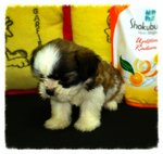 Big Eyes Tricolour Tiny Shih Tzu B - Shih Tzu Dog