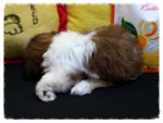 Big Eyes Tricolour Tiny Shih Tzu C - Shih Tzu Dog