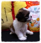 Big Eyes Tricolour Tiny Shih Tzu C - Shih Tzu Dog