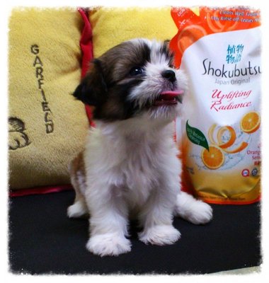 Big Eyes Tricolour Tiny Shih Tzu C - Shih Tzu Dog