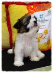 Big Eyes Tricolour Tiny Shih Tzu C - Shih Tzu Dog